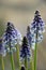 Beautiful blue spring Muscari flowers