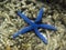 A beautiful blue star close up in Sulawesi