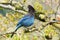 Beautiful Blue Steller`s Jay Springtime