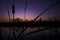 A beautiful blue sunset over a pond with cattails silhouetted in the foreground