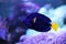 Beautiful blue surgeonfish swimming in aquarium