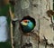 A beautiful blue throated barbet psilopogon asiaticus or megalaima asiatica looking outside from its nest