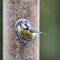 Beautiful Blue Tit Eurasian Cyanistes Caeruleus bird on garden f