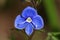 Beautiful blue veronica speedwell flower head, spring concept