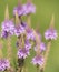 Beautiful Blue Vervain in soft focus