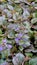 Beautiful blue and violet flowers of Ajuga genevensis also known as Geneva bugleweed