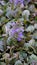 Beautiful blue and violet flowers of Ajuga genevensis also known as Geneva bugleweed