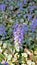 Beautiful blue and violet flowers of Ajuga genevensis also known as Geneva bugleweed