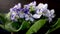 Beautiful blue violet plant with flowers rotating on black.