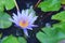Beautiful blue waterlily or lotus flower