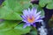 Beautiful blue waterlily or lotus flower