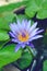 Beautiful blue waterlily or lotus flower