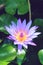 Beautiful blue waterlily or lotus flower