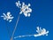 Beautiful blue and white background of winter with the branches of the plant is covered with hoarfrost.