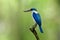 Beautiful blue and white bird with large beaks perching on wood