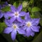 Beautiful blue and white Clematis