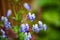 Beautiful blue wild flowers from Alaska region