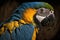 Beautiful Blue-and-yellow Macaw Close Up. Colorful and Vibrant Animal.