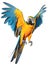 Beautiful blue and yellow macaw in flight