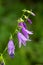 Beautiful bluebell flowers