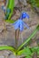 Beautiful bluebell flowers. Flowers in forest.