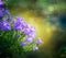 Beautiful bluebell flowers on green blurred nature background