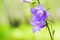 Beautiful bluebell flowers in summer forest