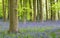 Beautiful Bluebell forest on a cloudy day