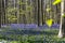 Beautiful bluebells carpet in Hallerbos wood, Belgium