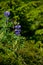 Beautiful bluebells wild grown in Alaska.