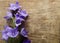 Beautiful bluebells on wooden background