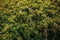 beautiful blueberries bushes on hills of sunny mountains. wildflowers,herbs on hill in sunlight, bellflower on background of grass