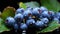 Beautiful blueberries with dew droplets