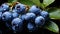 Beautiful blueberries with dew droplets