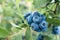 Beautiful blueberries in our countryside garden
