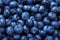 Beautiful blueberry background. Bright and colorful blueberries. Healthy vegetarian ingredients. Berries for homemade desserts.