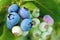 Beautiful blueberry berries on bush, cultivated Vaccinium corymbosum