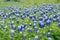 Beautiful bluebonnet field