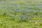Beautiful bluebonnet field in Ennis, Texas.