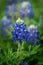 Beautiful bluebonnet in lush meadow