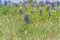 Beautiful Bluebonnet wildflower blossom in Texas, America