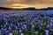 Beautiful Bluebonnets field at sunset