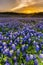 Beautiful Bluebonnets field at sunset near Austin, Texas.