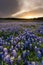 Beautiful Bluebonnets field at sunset near Austin, Texas in spring.