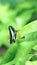 Beautiful Bluebottle butterfly on green leaf