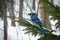 Beautiful bluejay bird - corvidae cyanocitta cristata - on branch