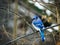 Beautiful bluejay bird - corvidae cyanocitta cristata - on branch