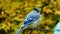 Beautiful bluejay bird - corvidae cyanocitta cristata - closeup clip standing on a perch