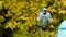 Beautiful bluejay bird corvidae cyanocitta cristata - closeup clip turning around