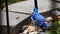 Beautiful bluejay bird - corvidae cyanocitta cristata - foraging among rocks and leaves in a garden